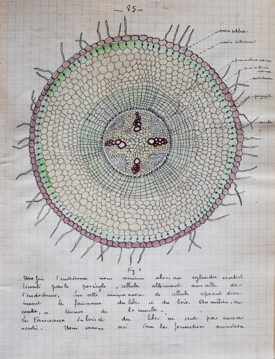 Drawing of the cellular structure of a root, from the handwritten notes of French student Dangeard for a Botany course (school year of 1906-1907)