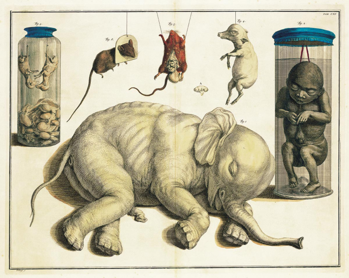 1 Elefante asiatico (feto); 2 Essere umano (feto); 3 Pecora (embrione); 4 Maiale (embrione); 5-6 Topi