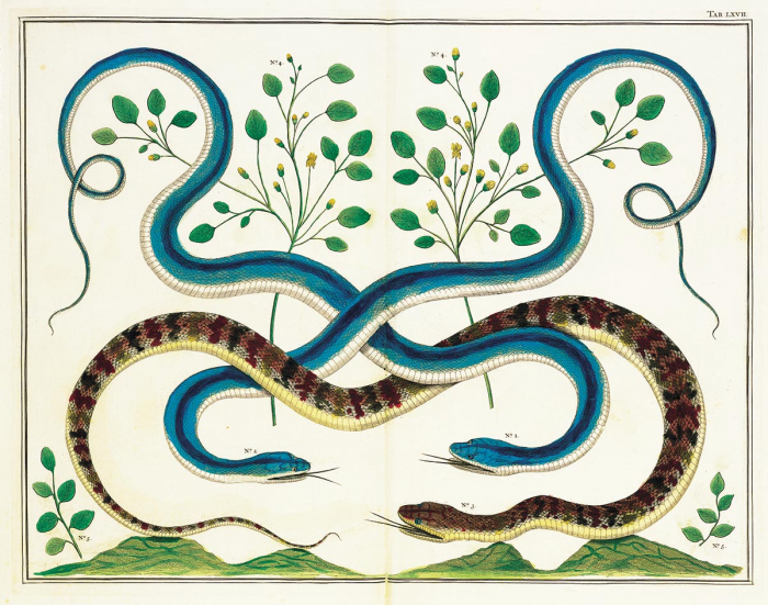 1-2 Serpenti, dal Suriname secondo Seba; 3 Serpente, dal Brasile secondo Seba