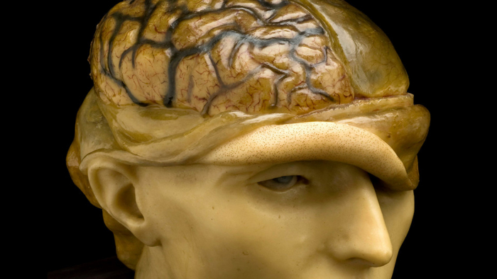 Modello anatomico in cera conservato al Museo della Scienza di Londra