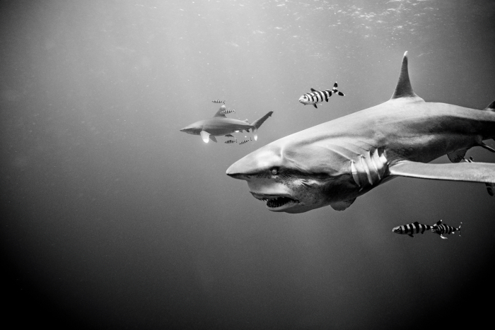 SHARKS © Michael Muller, Taschen