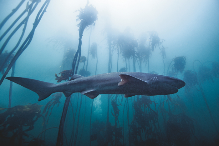 SHARKS © Michael Muller, Taschen