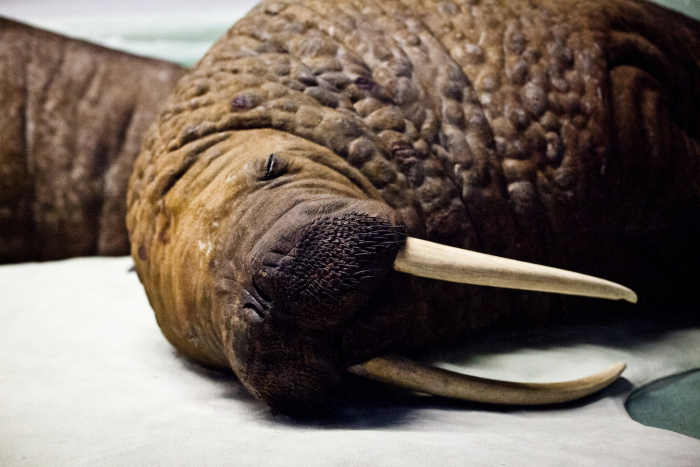 Stuffed walrus, American Museum of Natural History (New York)