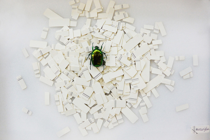 Classificazione poetica entomological display case photo Serena Biagini
