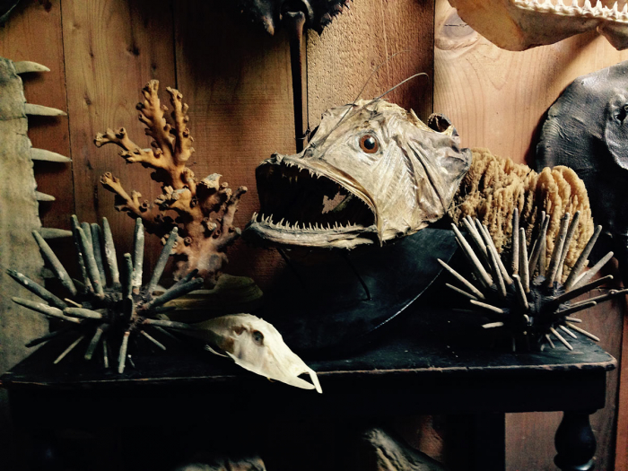Fotografia di Fausto Gazzi. Collezione di naturalia marine.Rostro gigante di pesce sega, antica testa gigante di rana pescatrice circondata da coralli, razza brasiliana.