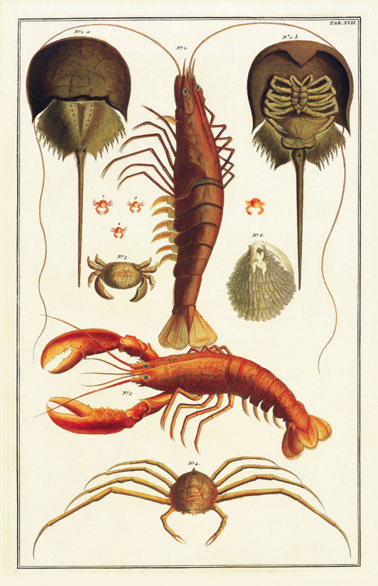 1a, b Horseshoe crab; 2 Penaeid shrimp; 3 Lobster; 4 Spider crab; 5 Crab; 6 Eggs of a crab; 1-4 Porcelain crabs