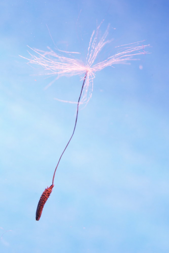 
Dandelion seed - photography by Matthias Kabel
