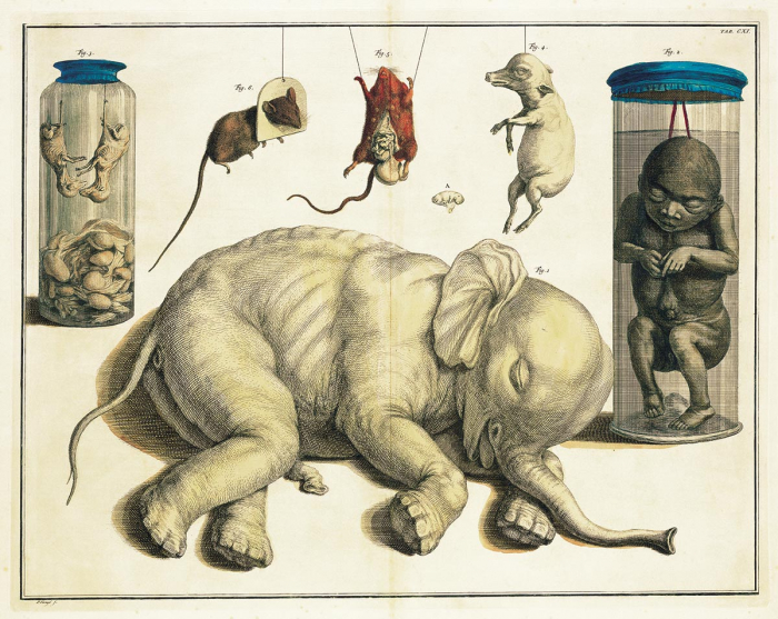 1 Asiatic elephant (foetus); 2 Human (foetus); 3 Sheep (embryo); 4 Pig (embryo); 5-6 Mice