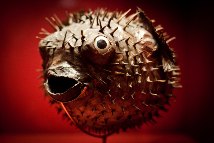 Pesce palla da antica wunderkammer, Museo Poldi Pezzoli (Milano)